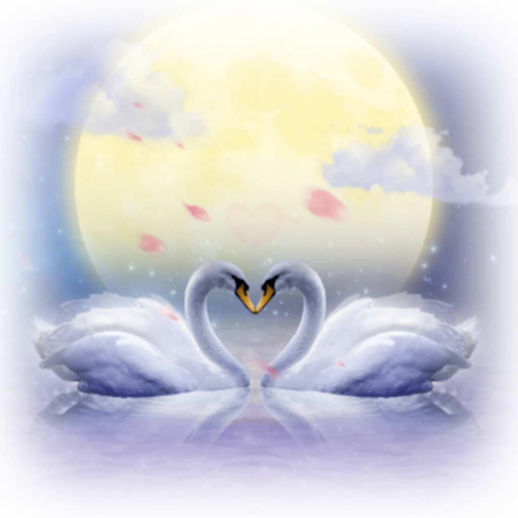 Swan Love