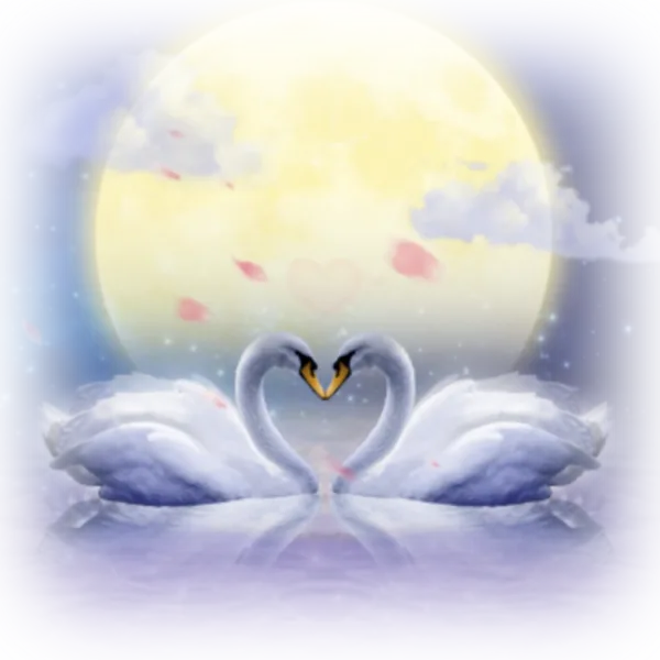Swan Love